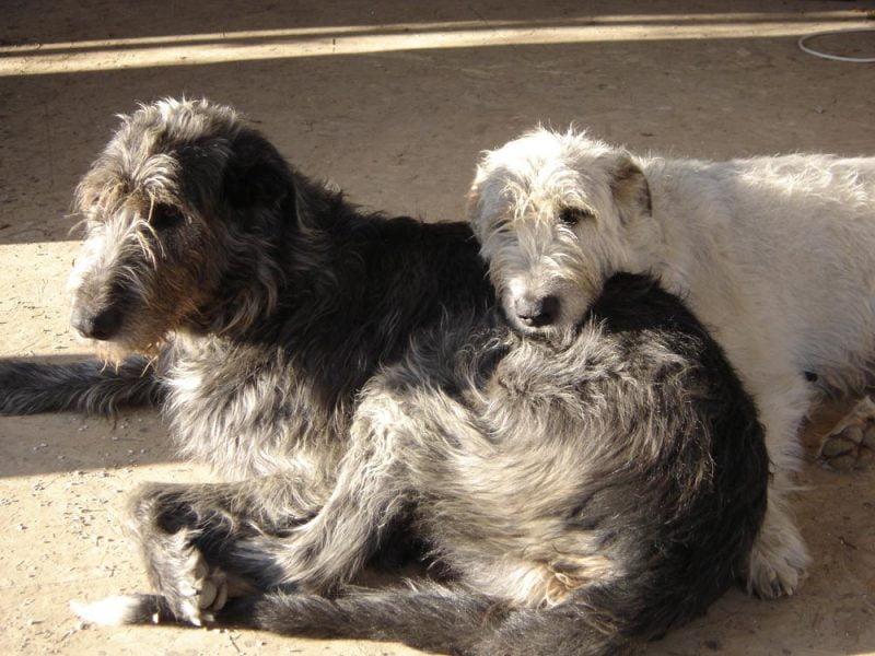 cuando cruzar a un lobero irlandés