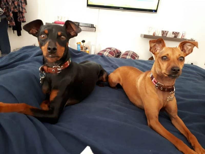 cuando cruzar a un pinscher miniatura