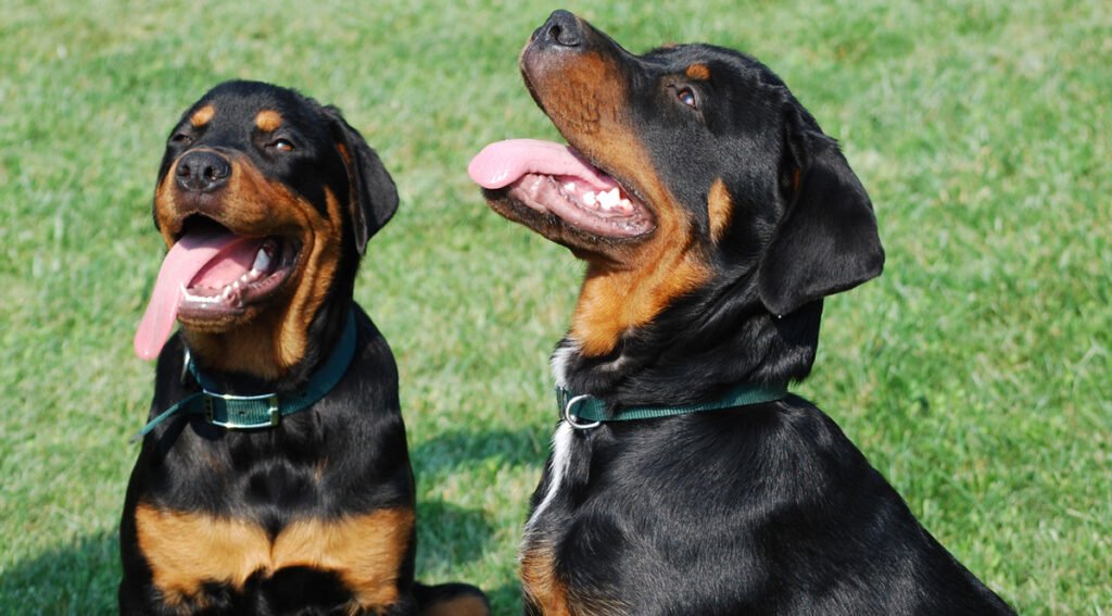 cuando cruzar a un rottweiler