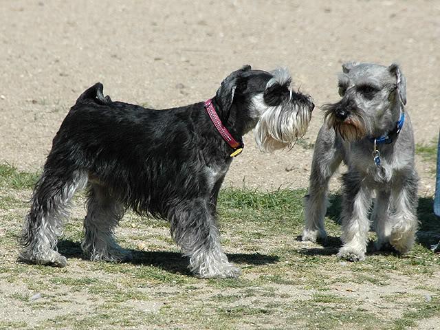 cuando cruzar a un schnauzer miniatura