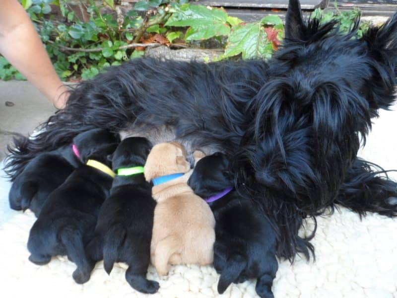 cuando cruzar a un scottish terrier