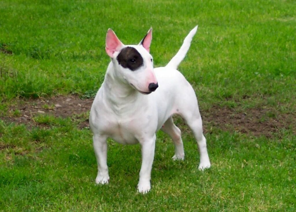 cuándo cruzar un bull terrier
