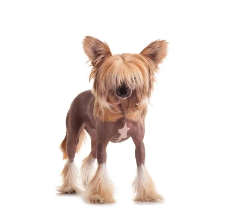 cuando cruzar un crestado chino