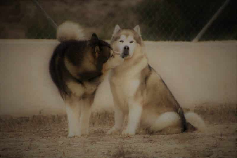 cuando cruzar un malamute de alaska
