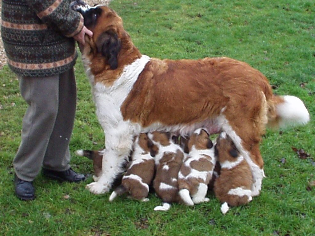cuándo es el mejor momento de cruzar a un san bernardo 2