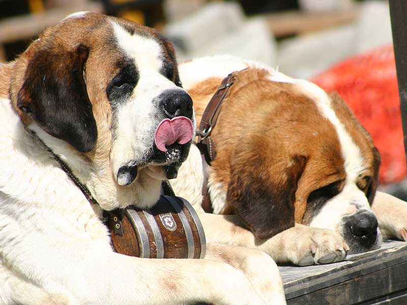 cuándo es el mejor momento de cruzar a un san bernardo