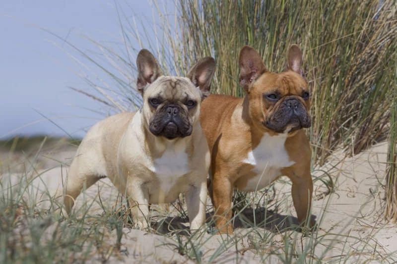 Cuando es el mejor momento de cruzar un Bulldog Francés