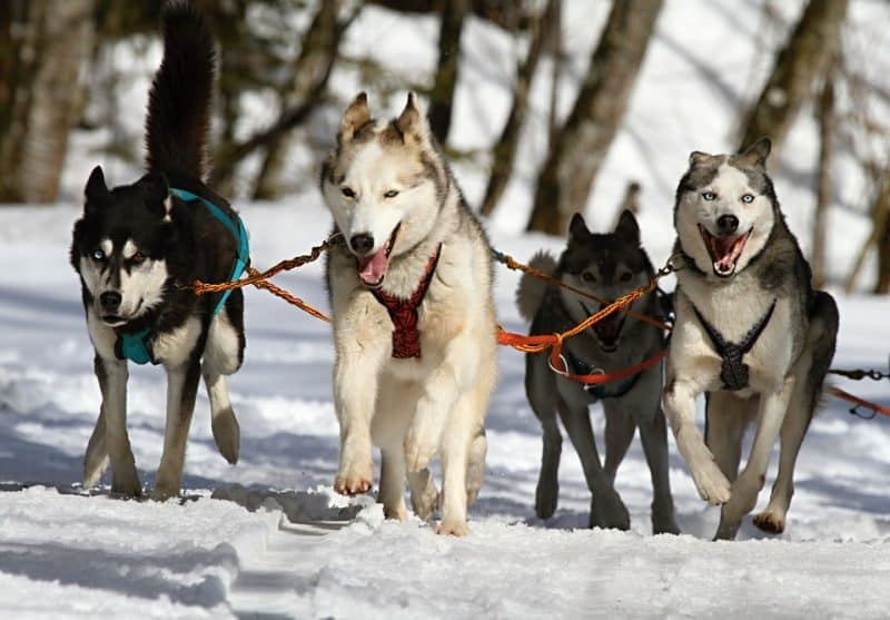 cuatro Husky Siberianos arrastrando un trineo