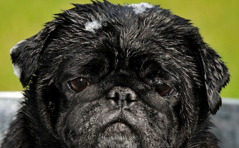 cuidados de la piel de un pug