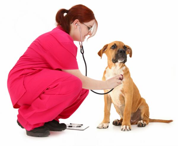 cuidados del bóxer alemán