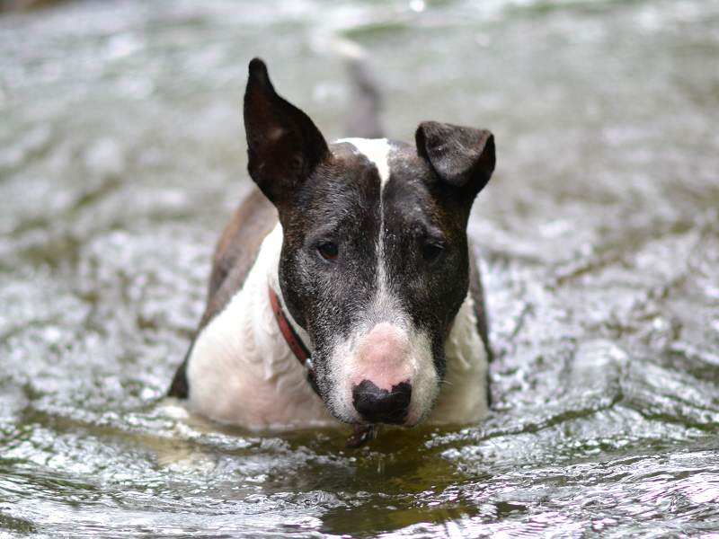 cuidados del bull terrier