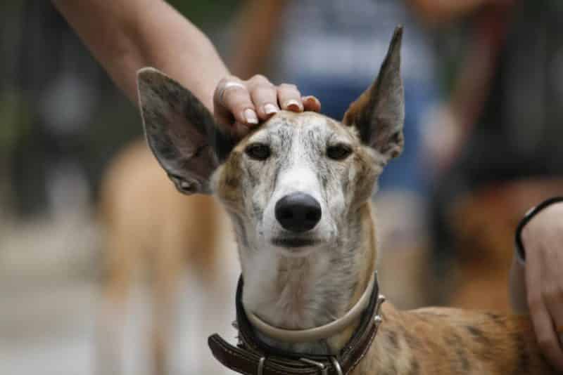 cuidados del galgo italiano