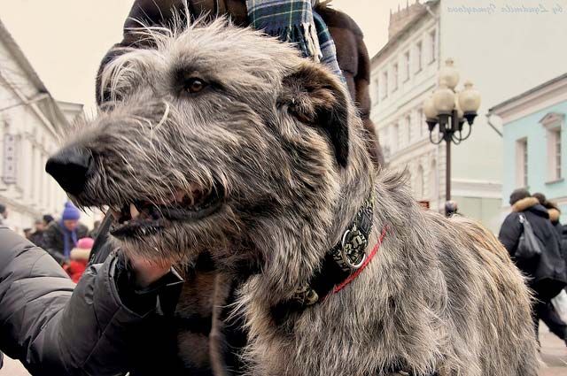 cuidados del lobero irlandés