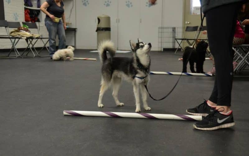 cuidados del Malamute de Alaska