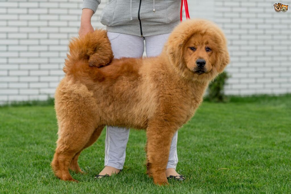 cuidados del mastín tibetano