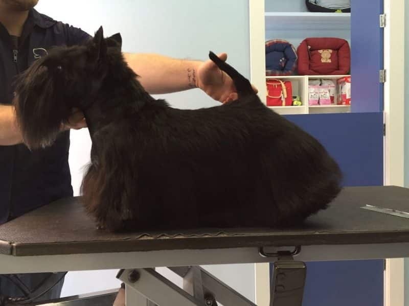 cuidados del perro terrier escoces