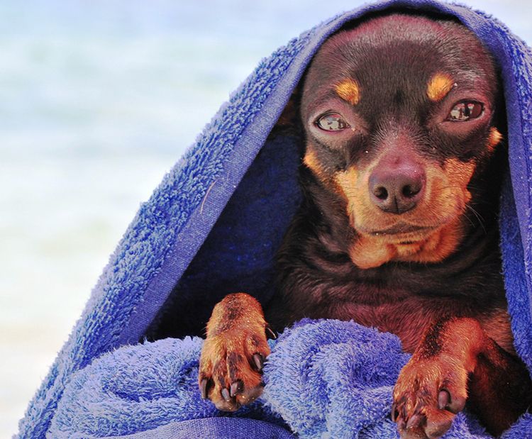 cuidados del pinscher miniatura
