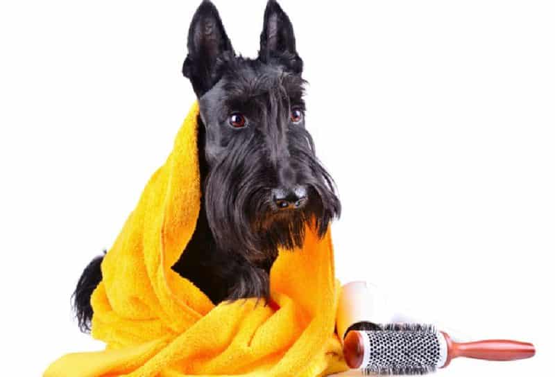 cuidados del scottish terrier