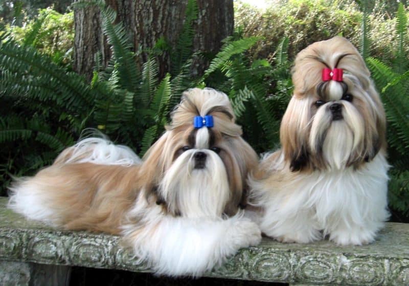 cuidados del shih tzu