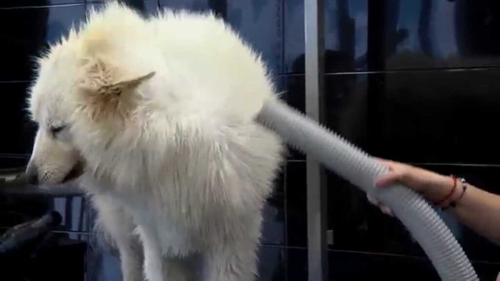 cuidados indispensables de un samoyedo