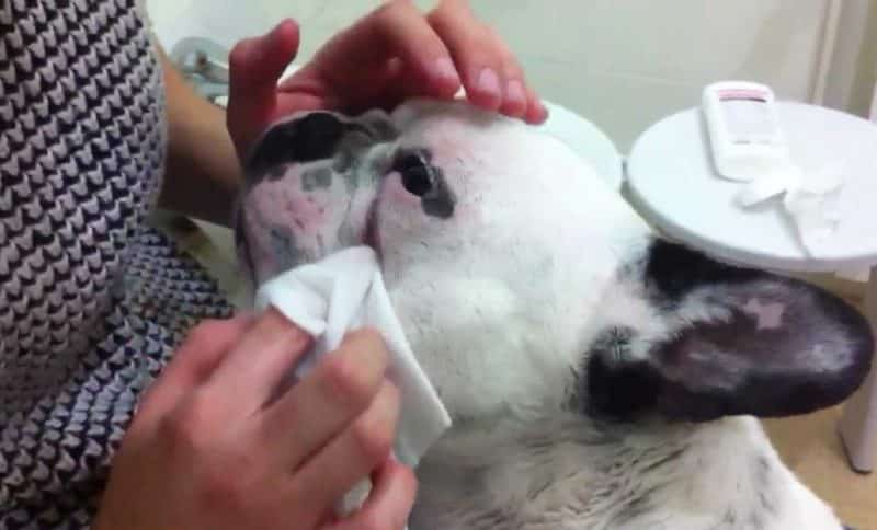 cuidados indispensables del Bulldog Francés