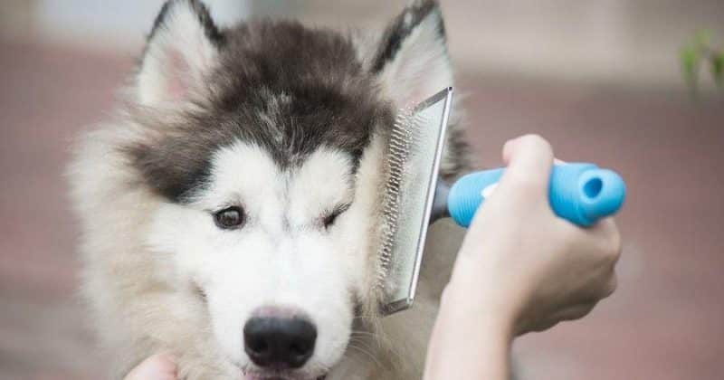 cuidados indispensables para el Husky Siberiano