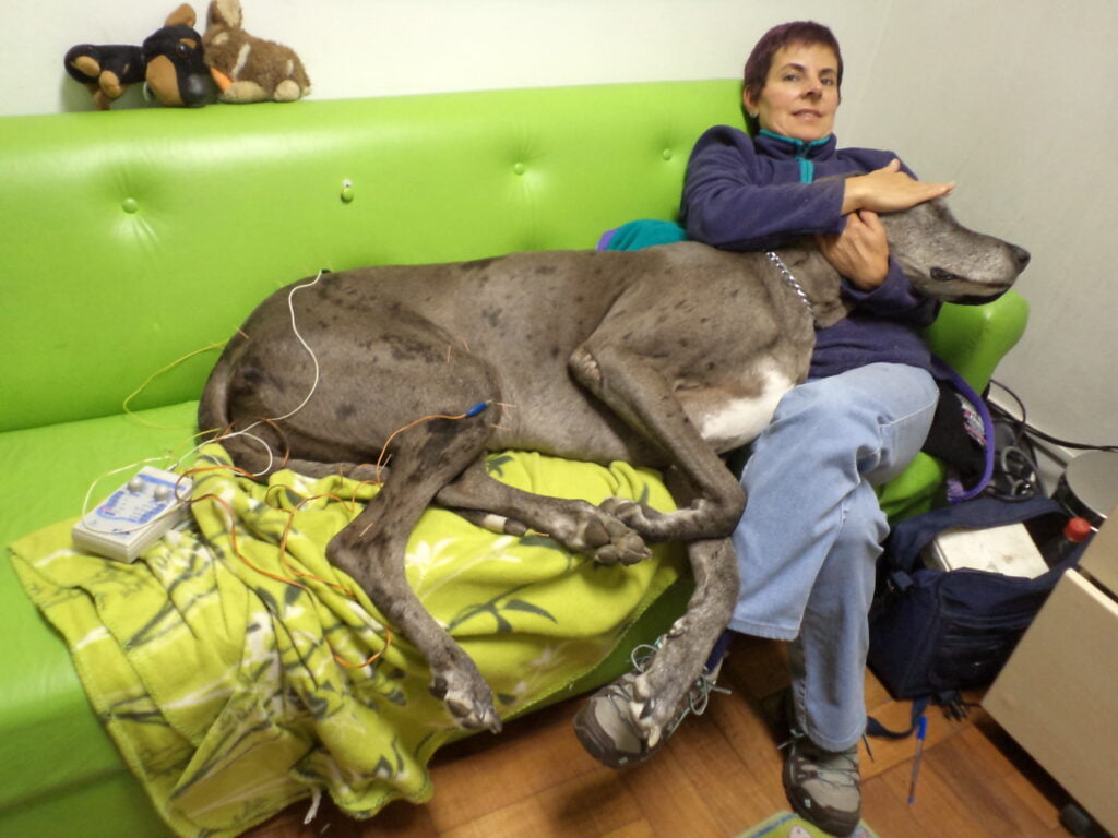 cuidados para tu gran danés 1