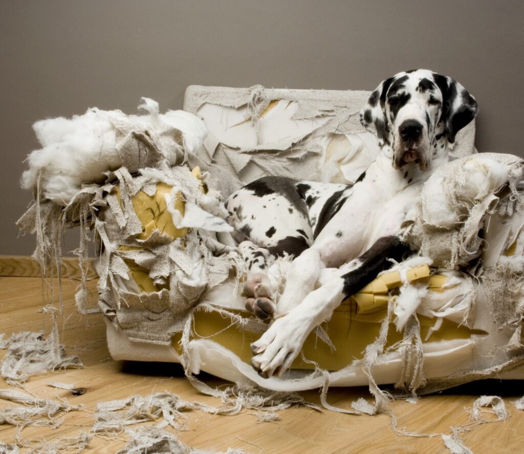 cuidados para tu gran danés 2