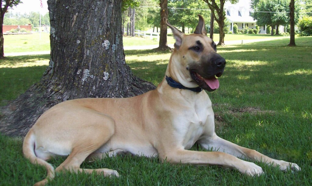 cuidados para tu gran danés 3