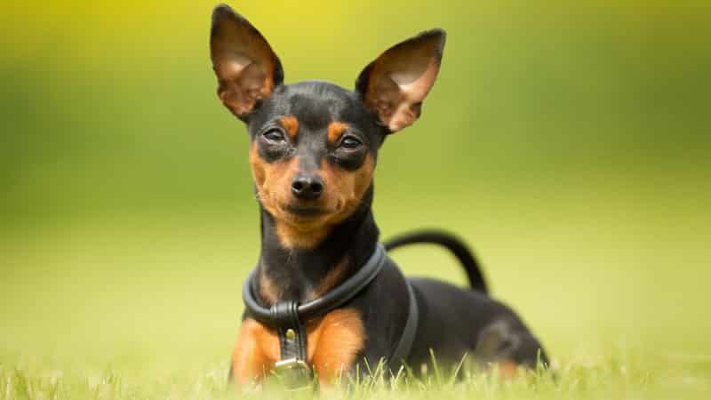 curiosidades del mini pinscher