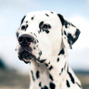 dalmata contemplando la inmensidad