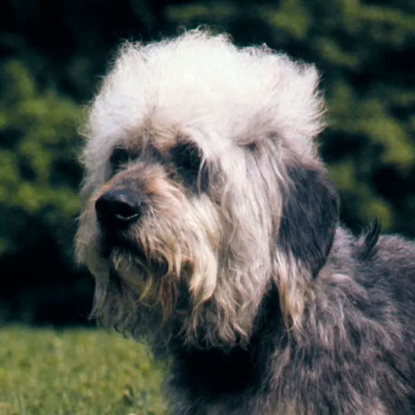 dandie dinmont terrier raza perro