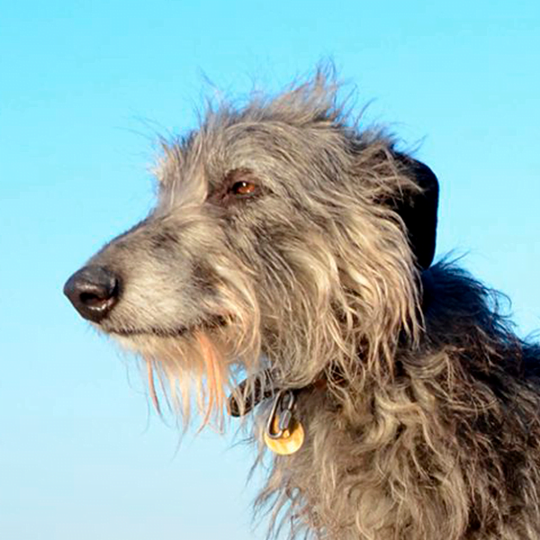 deerhound raza perro
