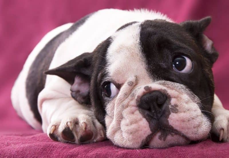 diferentes nombres del Bulldog Francés