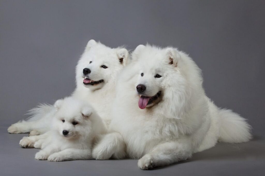 diferentes nombres del samoyedo