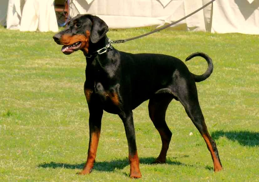 dobermann pinscher americano