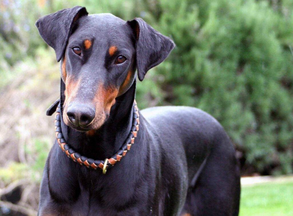 dobermann pinscher europeo