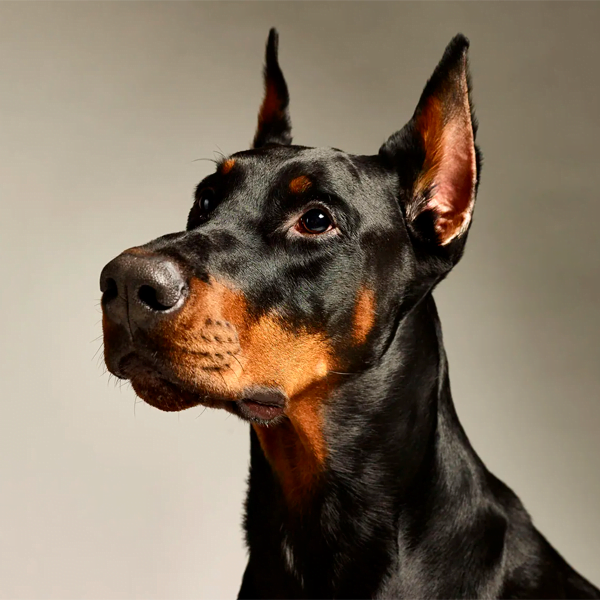 dobermann pinscher raza perro