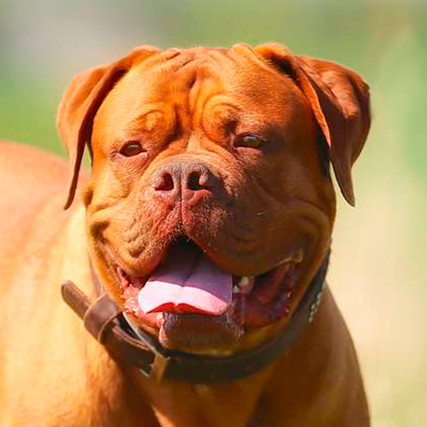 dogo de burdeos raza perro