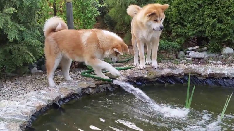 dos Akita Inu jugando en una pileta