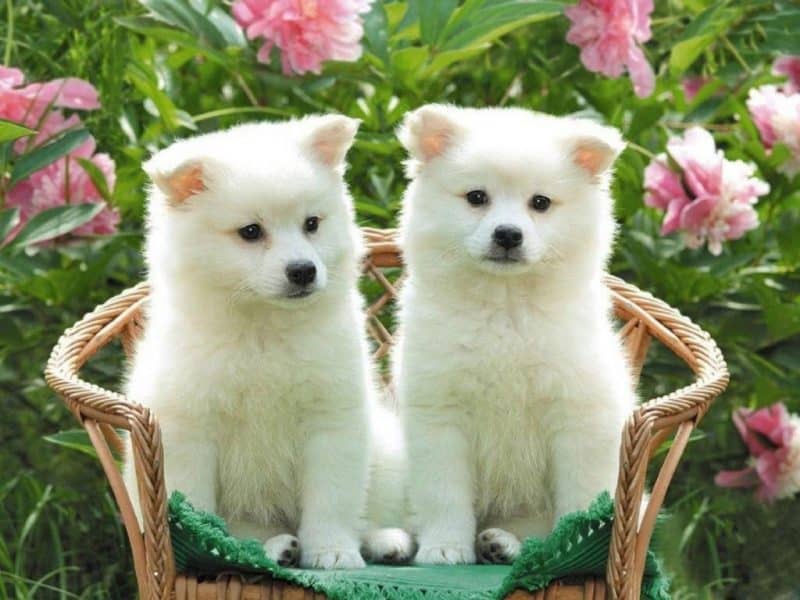 dos cachorros Akita Inu blancos
