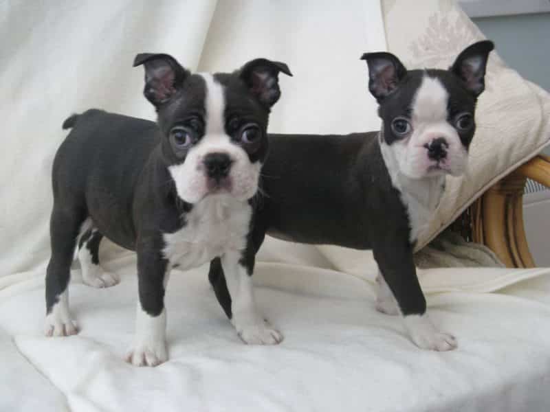 dos cachorros Boston Terrier parados sobre un sillón