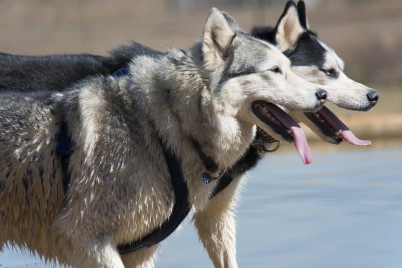 dos Husky Siberiano de costado frente a un lago