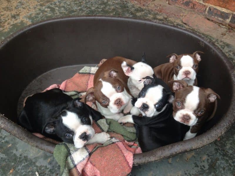 Ejemplo de variedad en la raza Boston Terrier en la imagen se ven cachorros de distinto color de una misma camada