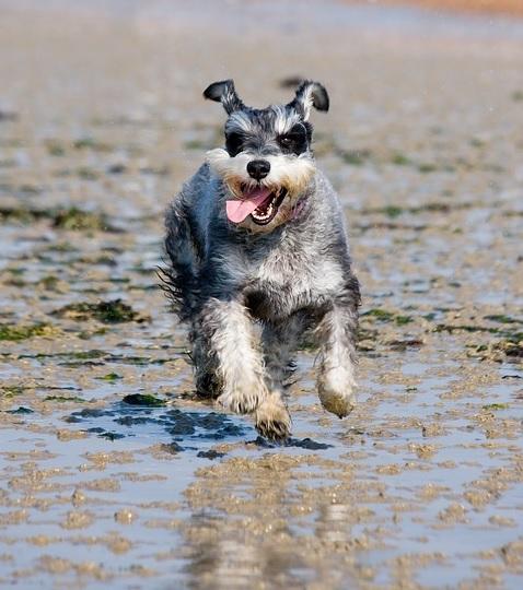 ejercicios del schnauzer miniatura
