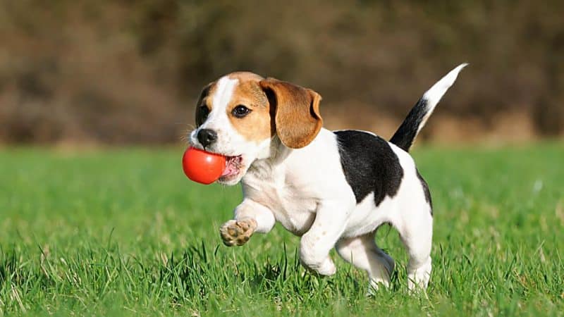 ejercicios para perros Beagle
