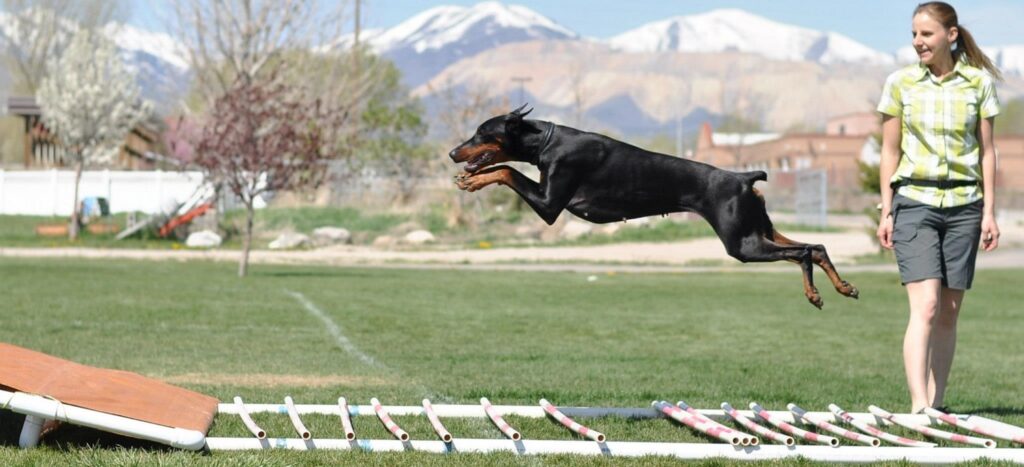 ejercicios recomendados para un dobermann