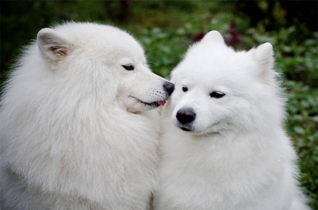 el mejor momento para cruzar a un samoyedo