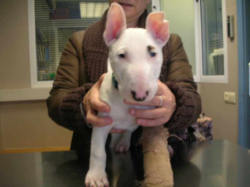 enfermedades comunes del bull terrier