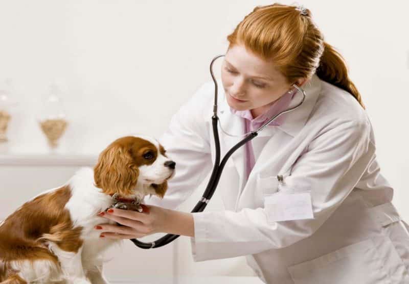 enfermedades comunes del cavalier king charles spaniel